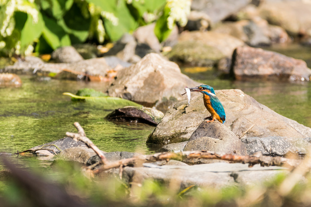 Martin pêcheur d'Europe / Alcedo atthis