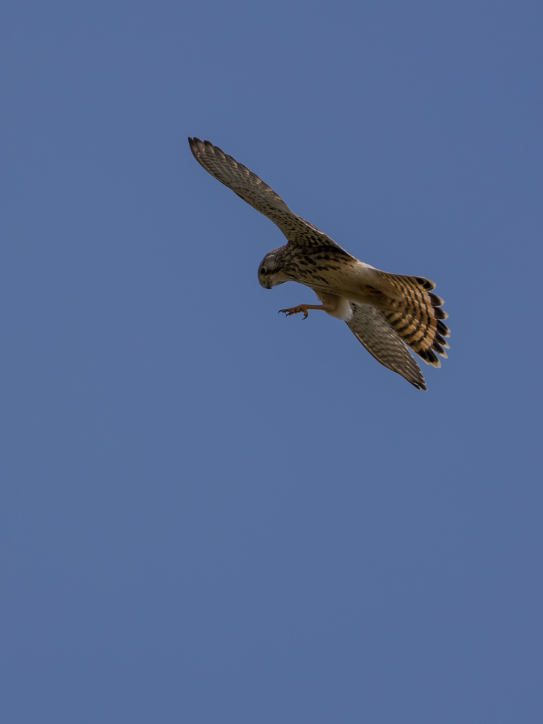 Faucon crécerelle / Falco tinnunculus