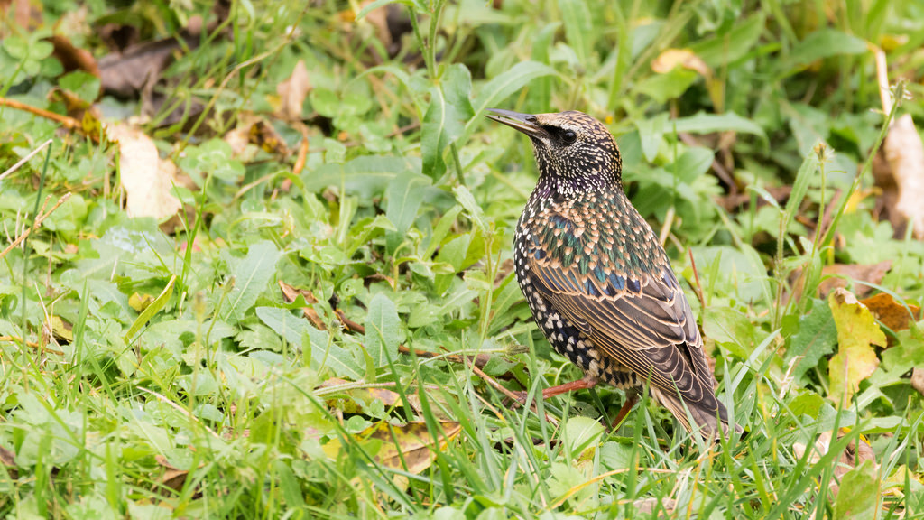 Etourneau sansonnet / Sturnus vulgaris