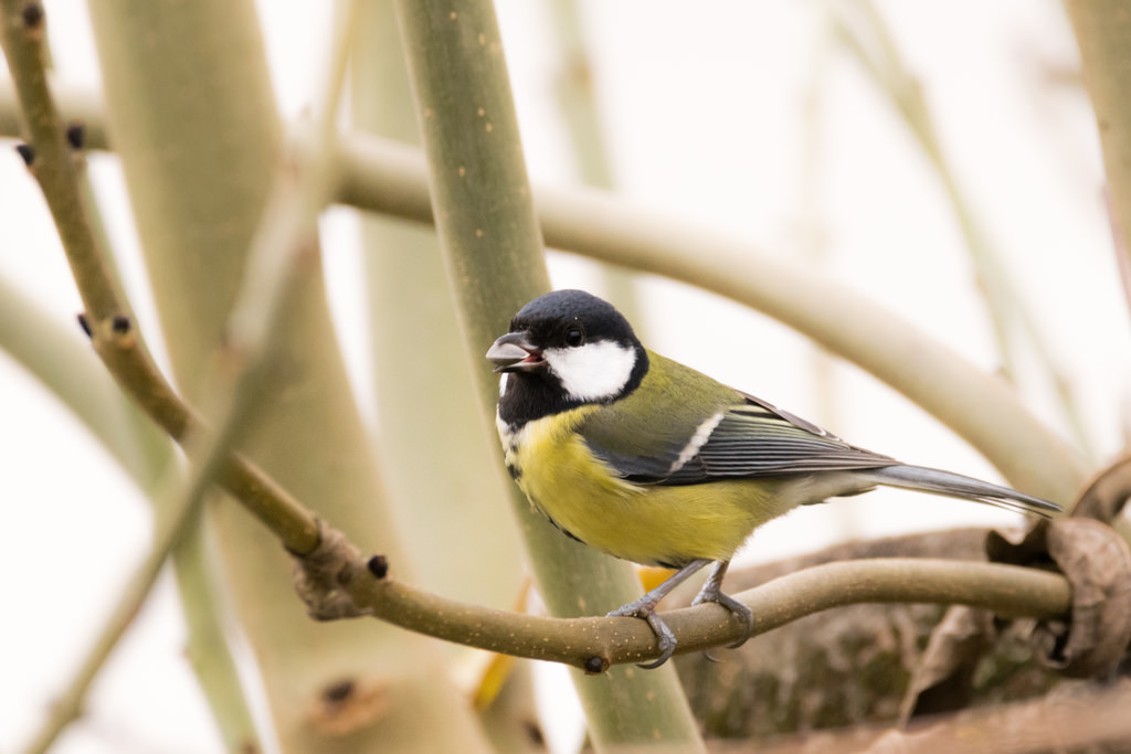 Mésange charbonnière / Parus major