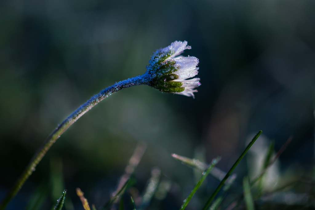 Pâquerette / Bellis perennis