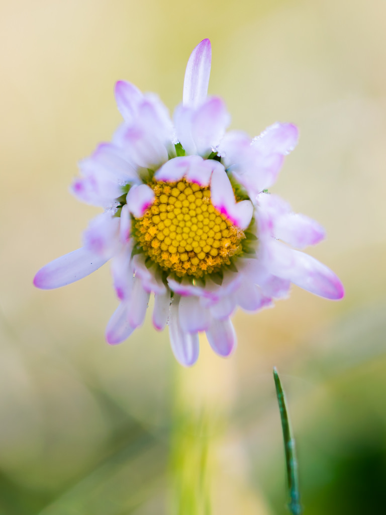 Pâquerette / Bellis perennis