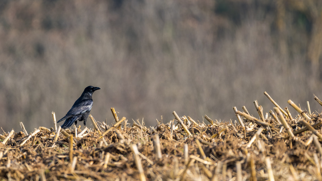 Corneille noire / Corvus corone