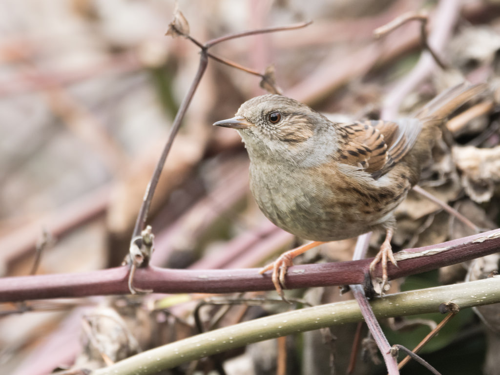 Accenteur mouchet / Prunella modularis