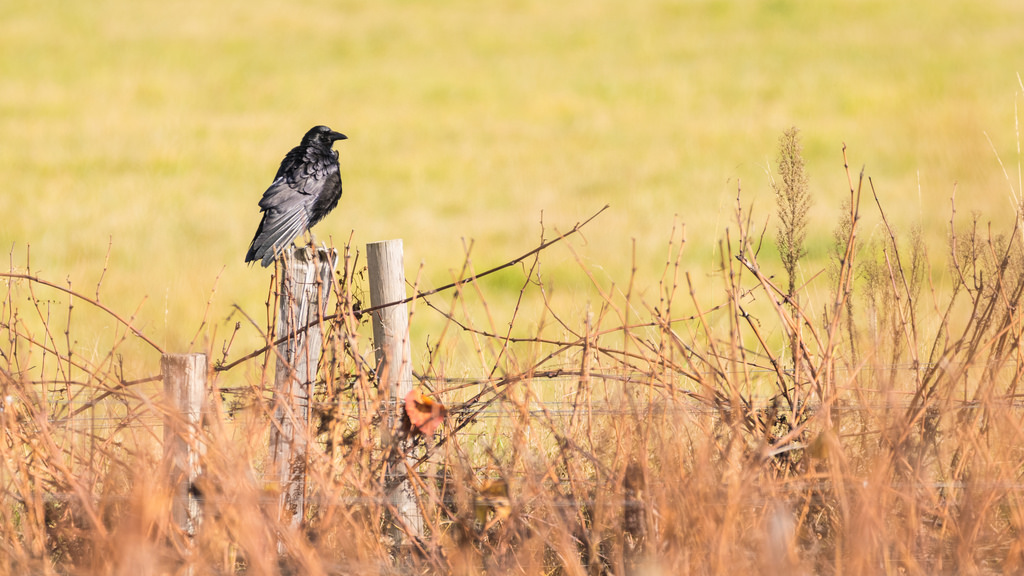 Corneille noire / Corvus corone