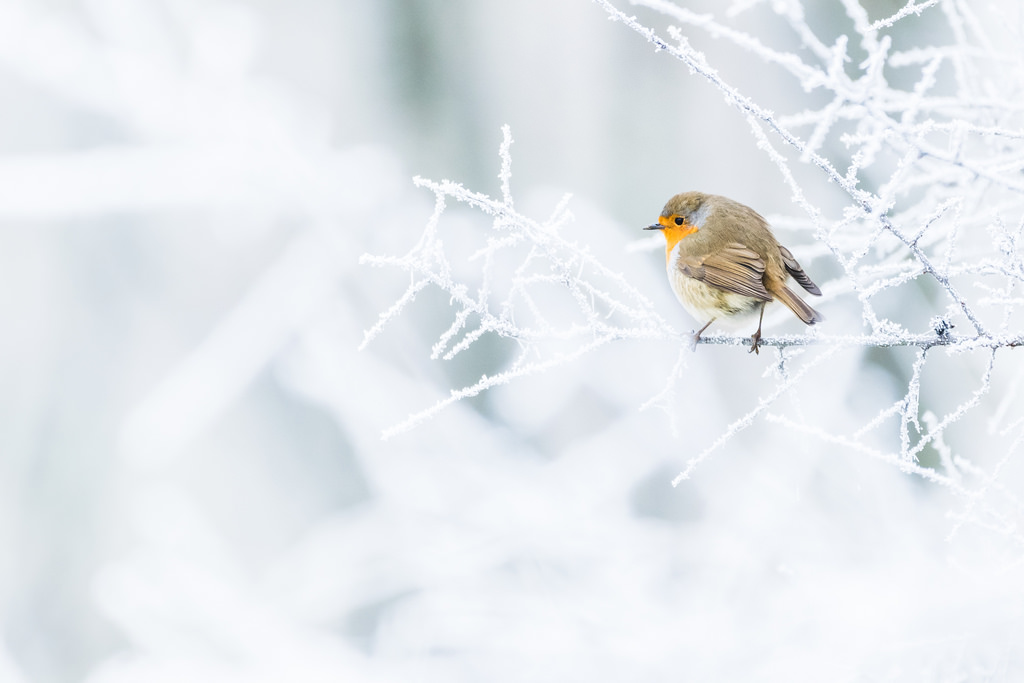 Rougegorge familier / Erithacus rubecula