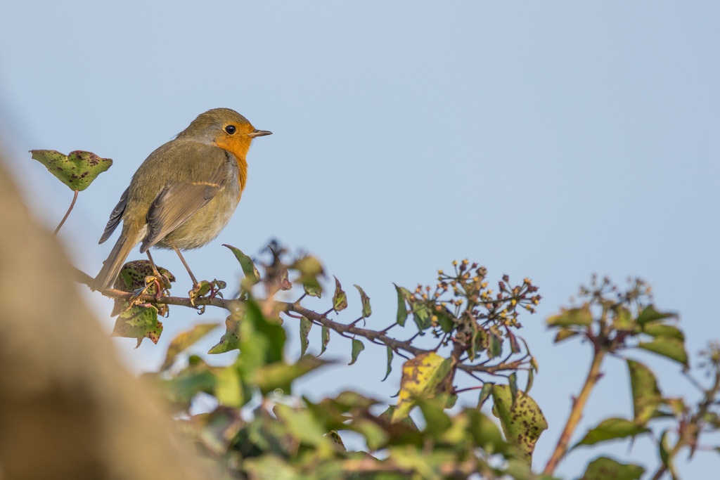 Rougegorge familier / Erithacus rubecula