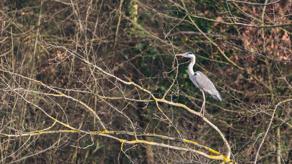 Héron cendré / Ardea cinerea