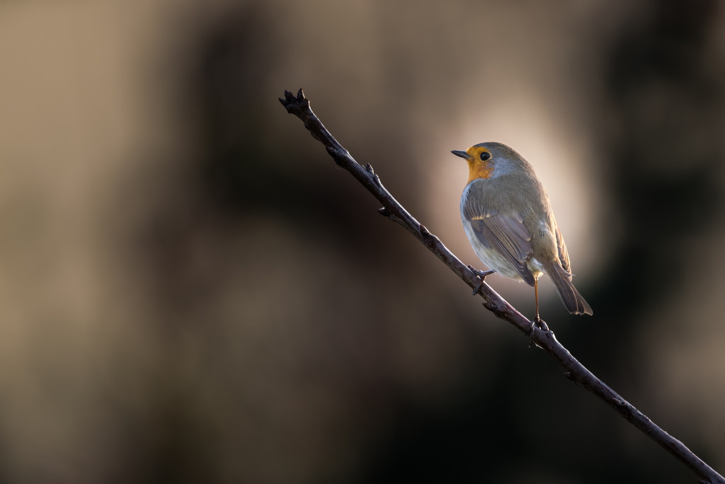 Rougegorge familier / Erithacus rubecula