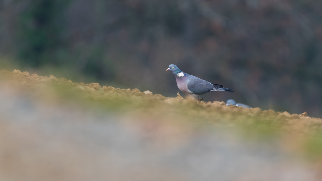 Pigeon ramier / Columba palumbus