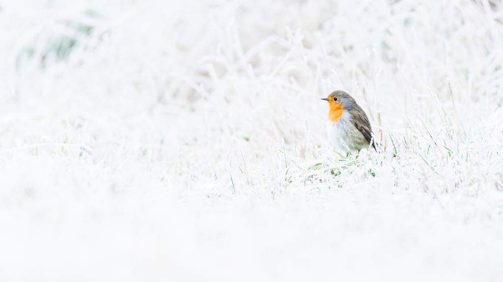 Rougegorge familier / Erithacus rubecula