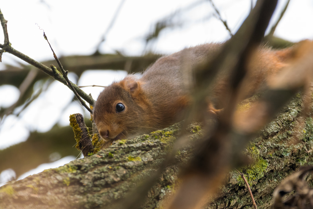 Ecureuil roux / Sciurus vulgaris