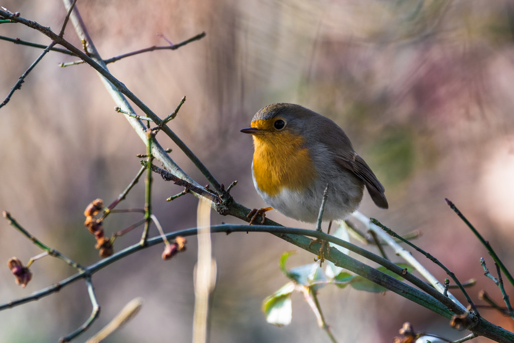 Rougegorge familier / Erithacus rubecula