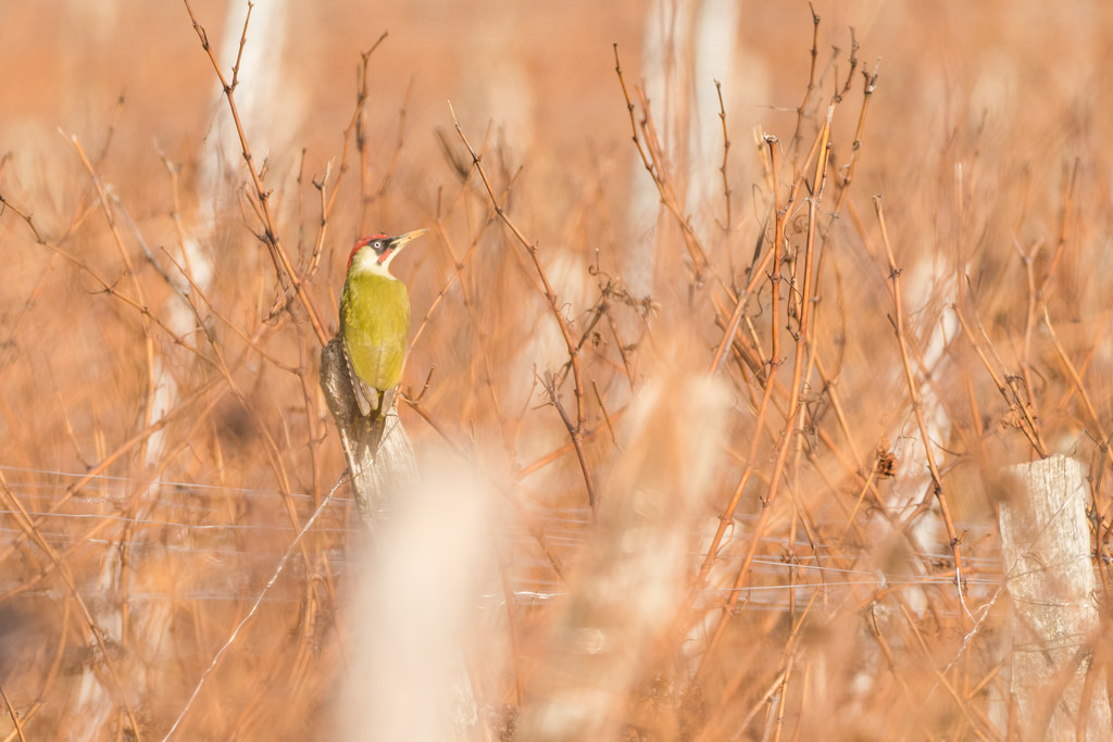 Pic vert / Picus viridis