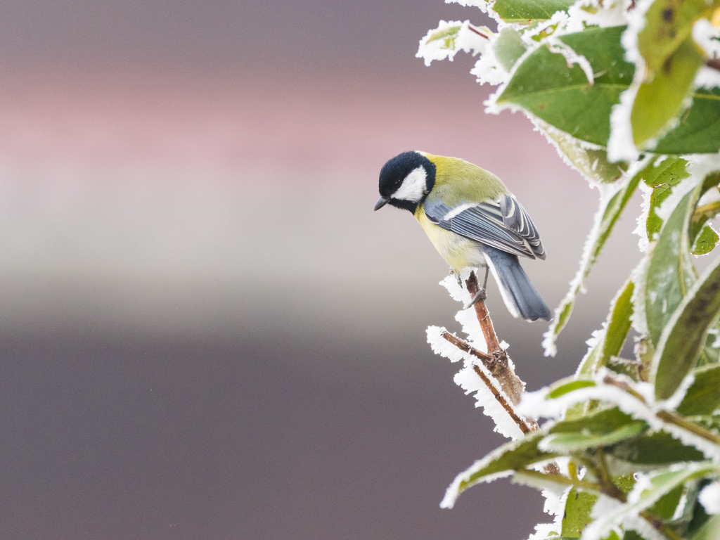 Mésange charbonnière / Parus major