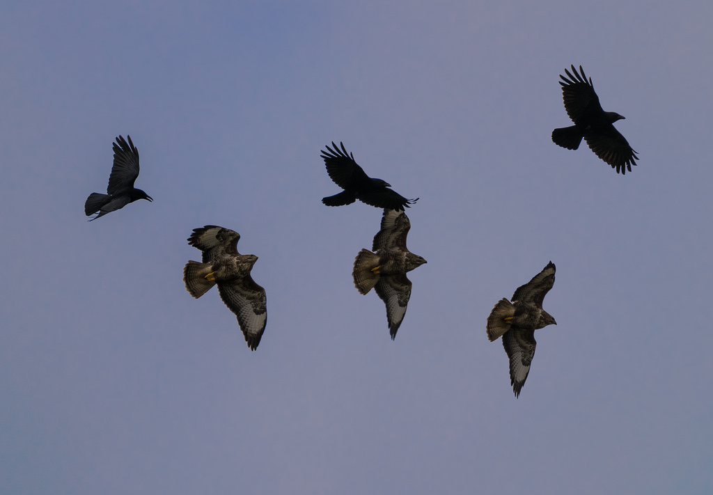 Buse variable / Buteo buteo