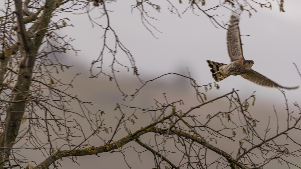 Epervier d'Europe / Accipiter nisus