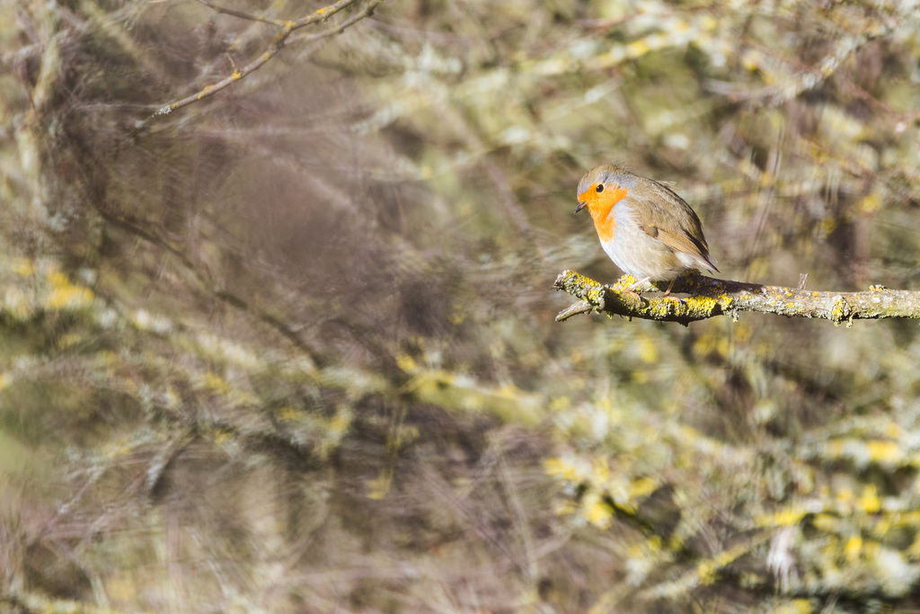 Rougegorge familier / Erithacus rubecula