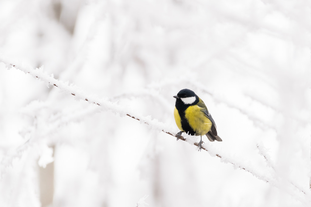 Mésange charbonnière / Parus major