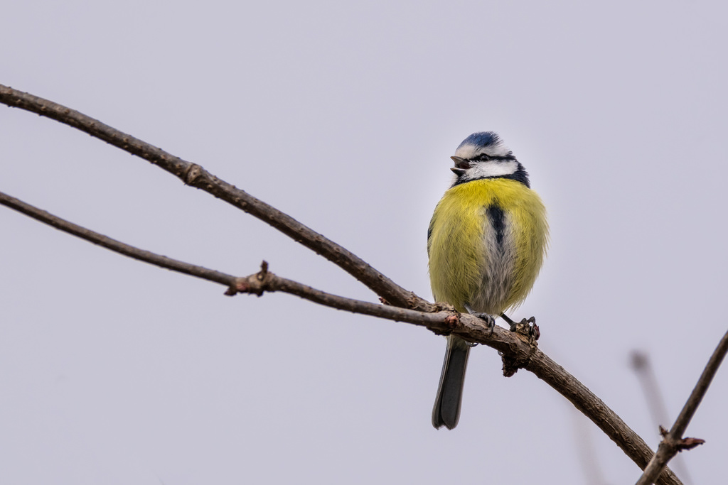 Mésange bleue / Cyanistes caeruleus