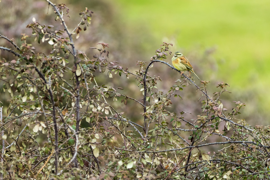 Bruant zizi / Emberiza cirlus