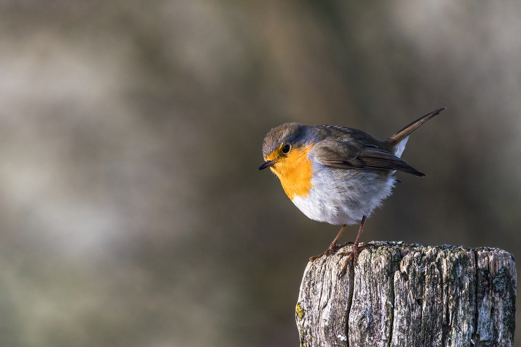 Rougegorge familier / Erithacus rubecula