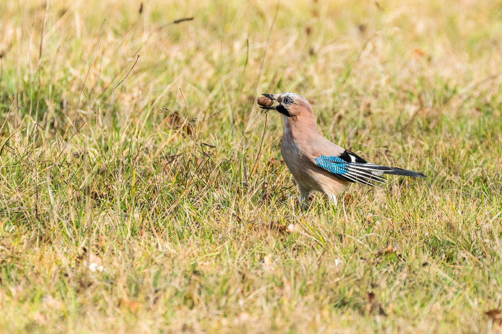 Geai des chênes / Garrulus glandarius