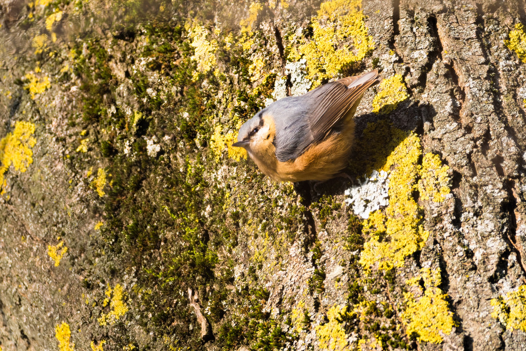 Sitelle torchepot / Sitta europaea