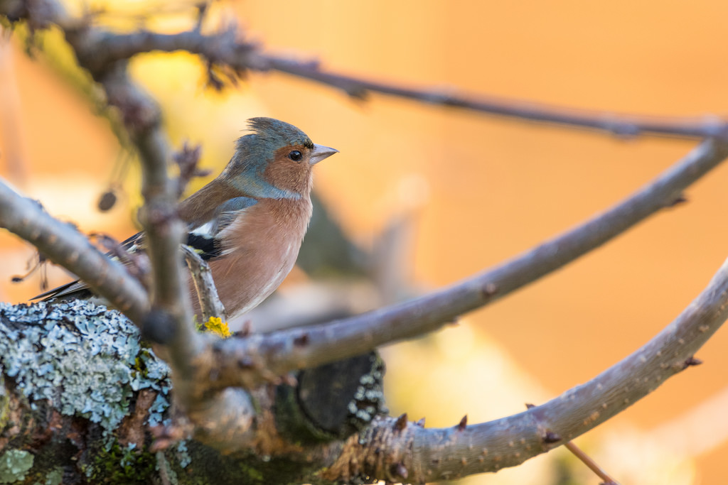 Pinson des arbres / Fringilla coelebs