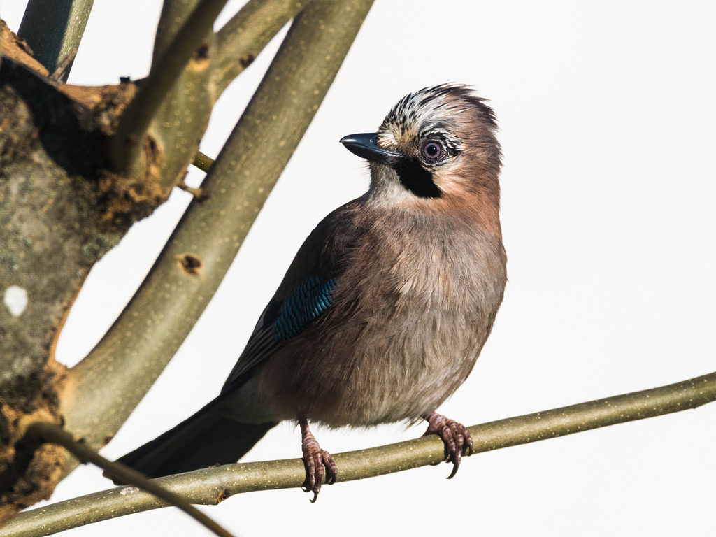 Geai des chênes / Garrulus glandarius