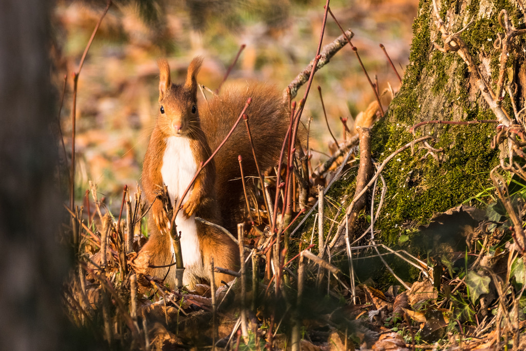 Ecureuil roux / Sciurus vulgaris