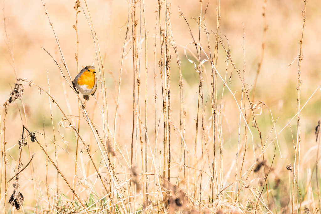 Rougegorge familier / Erithacus rubecula