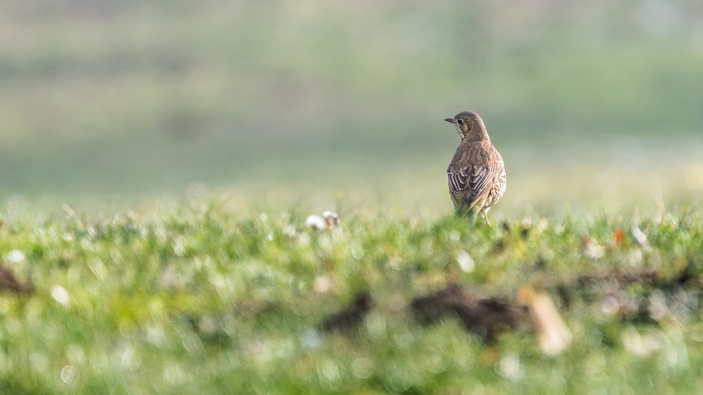 Grive draine / Turdus viscivorus