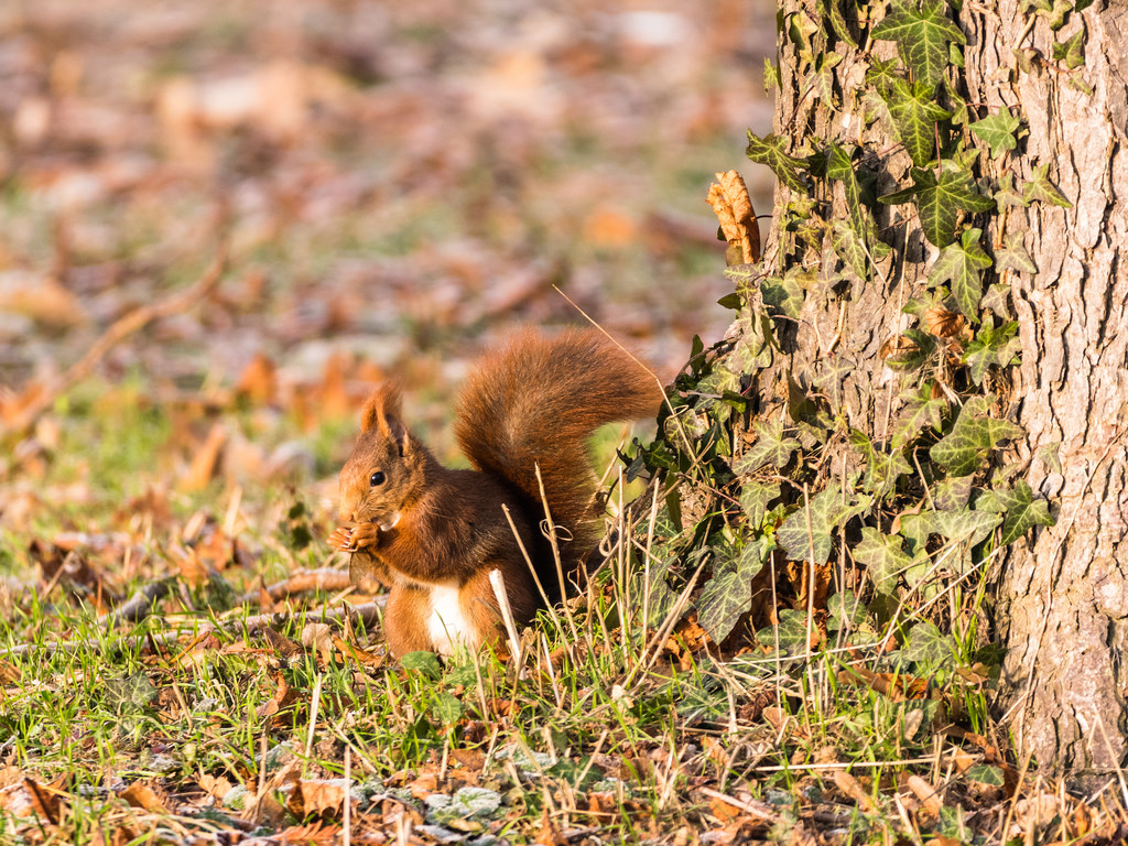 Ecureuil roux / Sciurus vulgaris