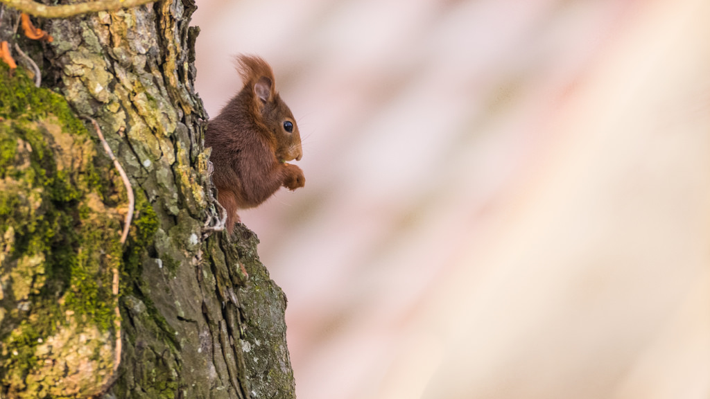 Ecureuil roux / Sciurus vulgaris