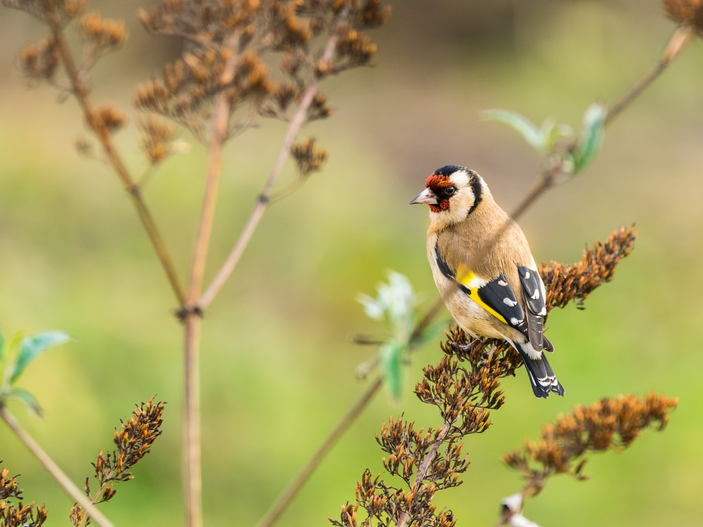 Chardonneret élégant / Carduelis carduelis