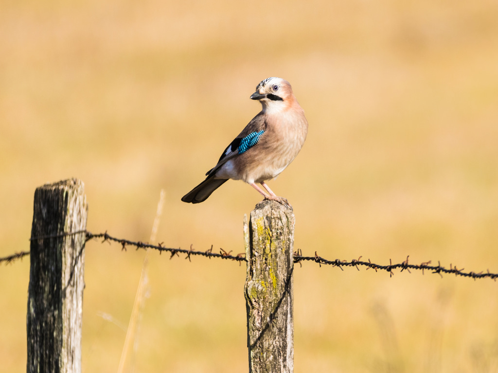 Geai des chênes / Garrulus glandarius