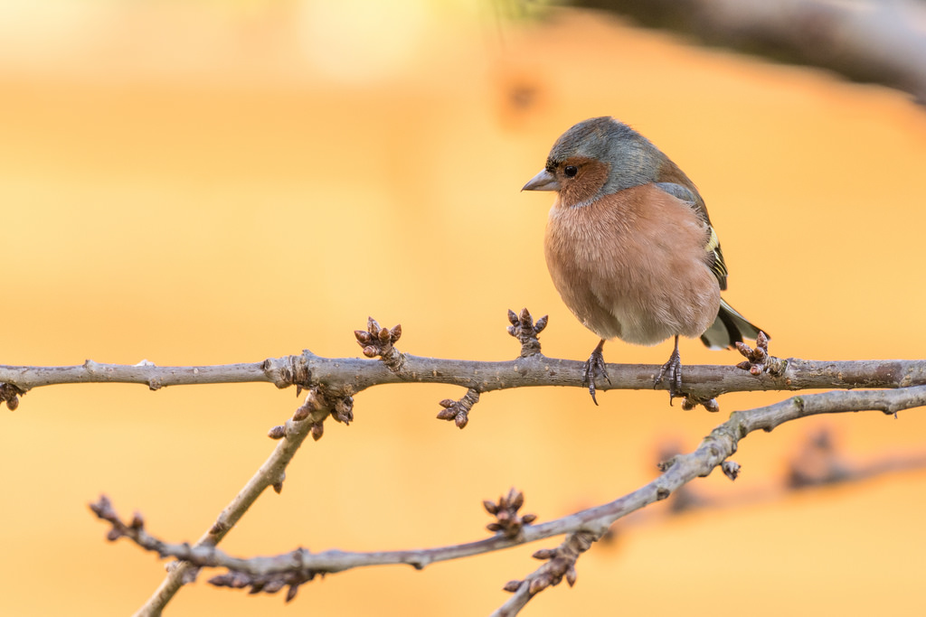 Pinson des arbres / Fringilla coelebs