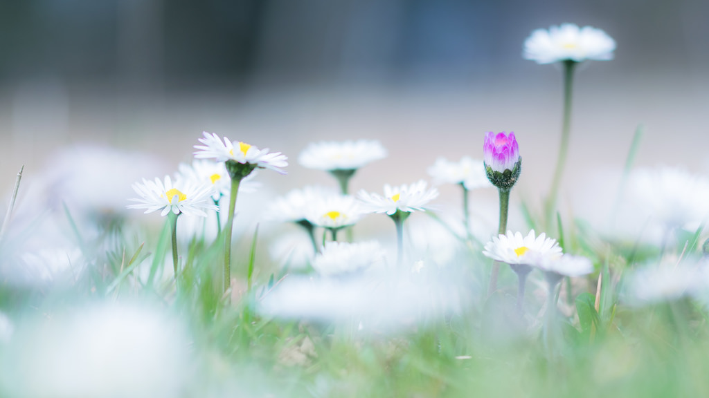 Pâquerette / Bellis perennis