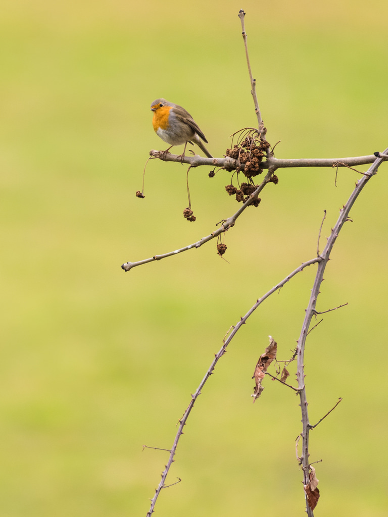 Rougegorge familier / Erithacus rubecula