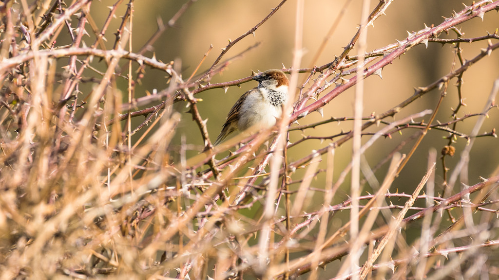 Moineau domestique / Passer domesticus