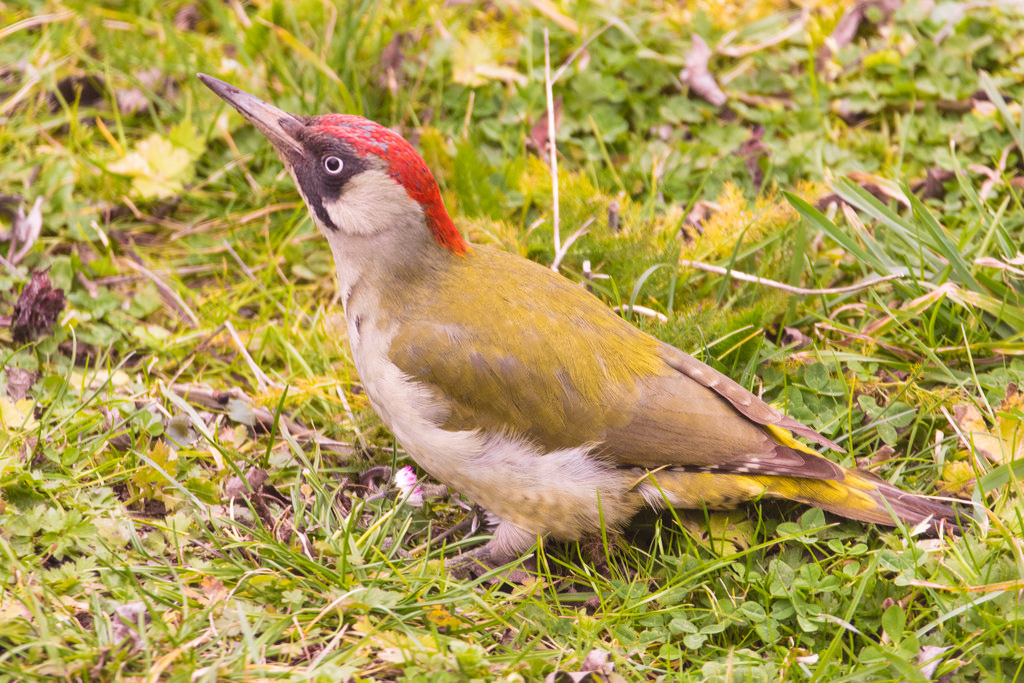 Pic vert / Picus viridis