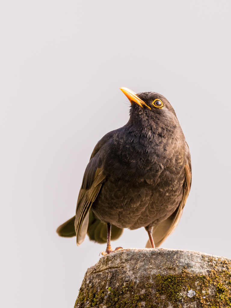 Merle noir / Turdus merula