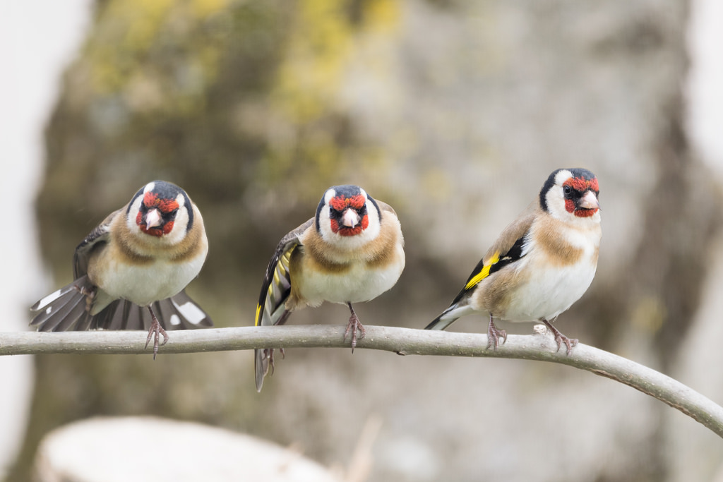 Chardonneret élégant / Carduelis carduelis