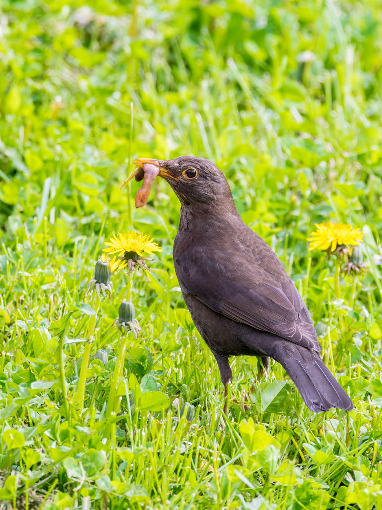 Merle noir / Turdus merula