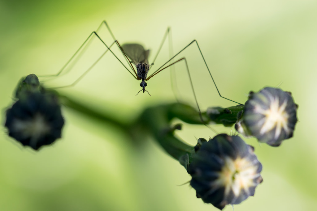 Tipule / Tipula