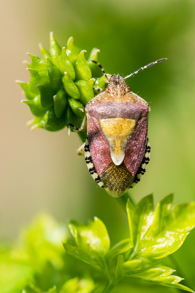 Punaise des baies / Dolycoris baccarum