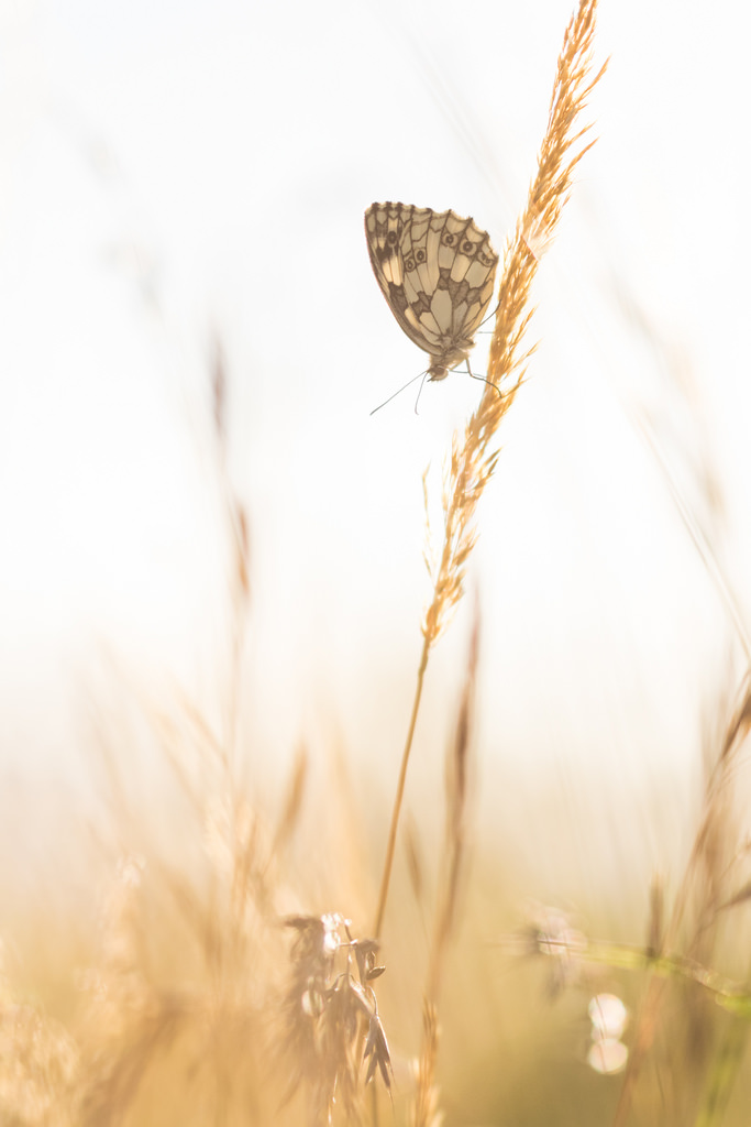 Demi-deuil / Melanargia galathea