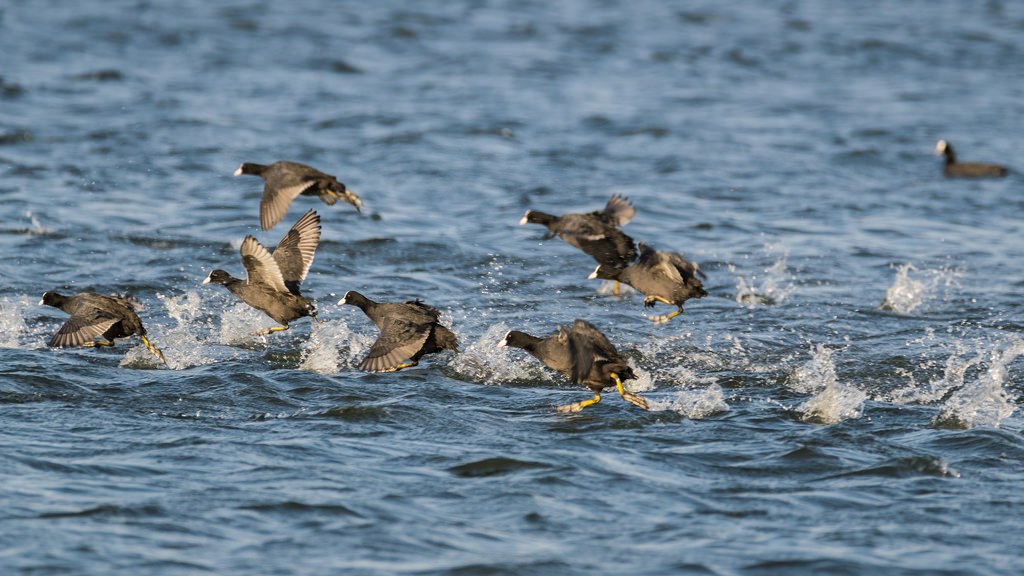 Foulque macroule / Fulica atra