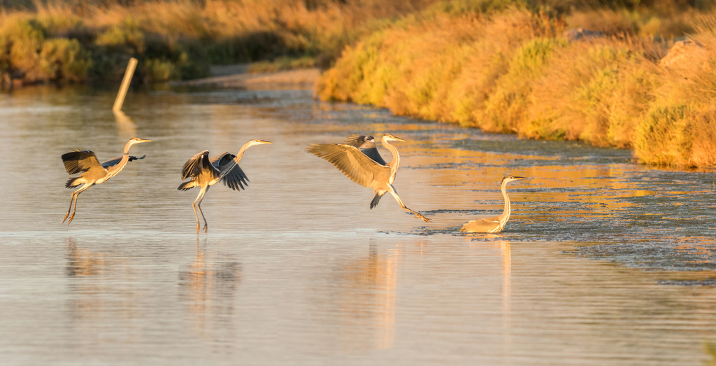 Héron cendré / Ardea cinerea